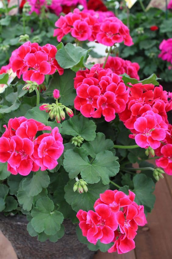 Pink Geranium Flower Plant Live Cranes-bill with Beautiful Black Pot & Secure Packing Geranium Plant, White (Pink) (B0CP8D6XZ6) Amazon Price History, Amazon Price Tracker