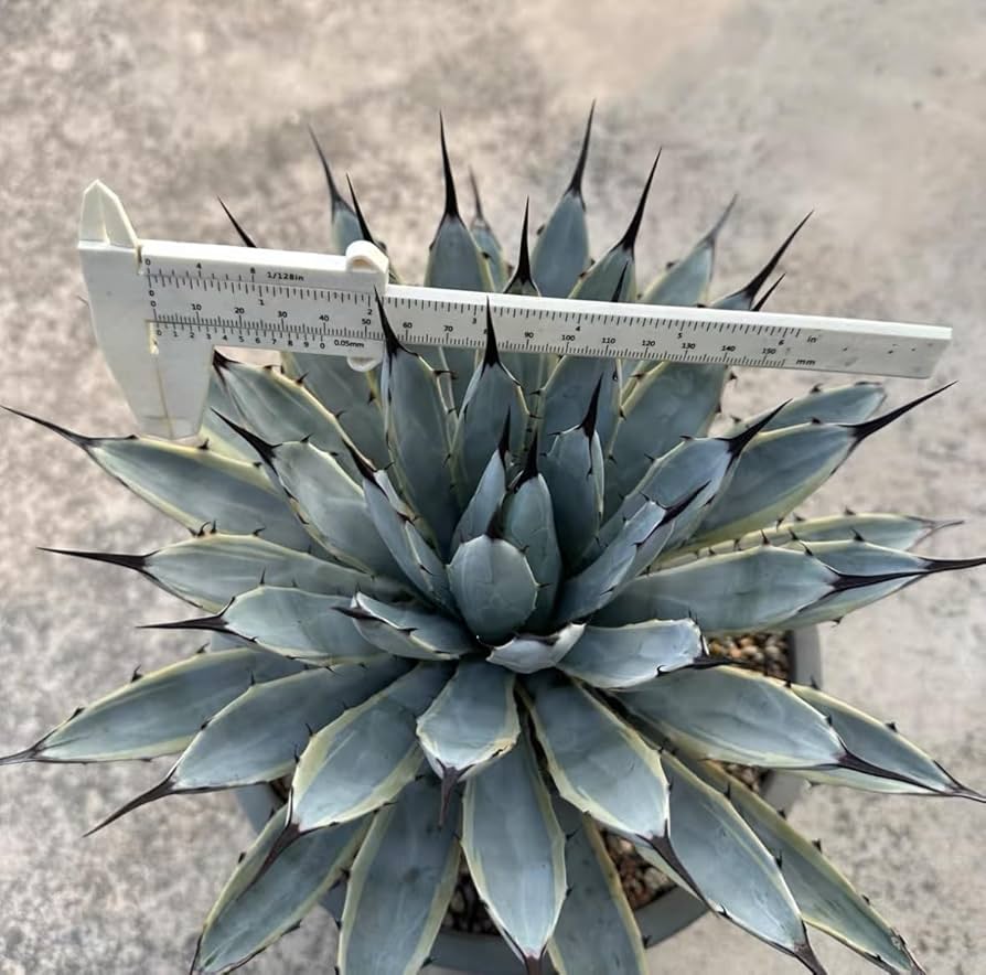 【専用】アガベ盛り合わせ ○A．マクロアカンサ錦（中斑） ○多肉/アガベXU09