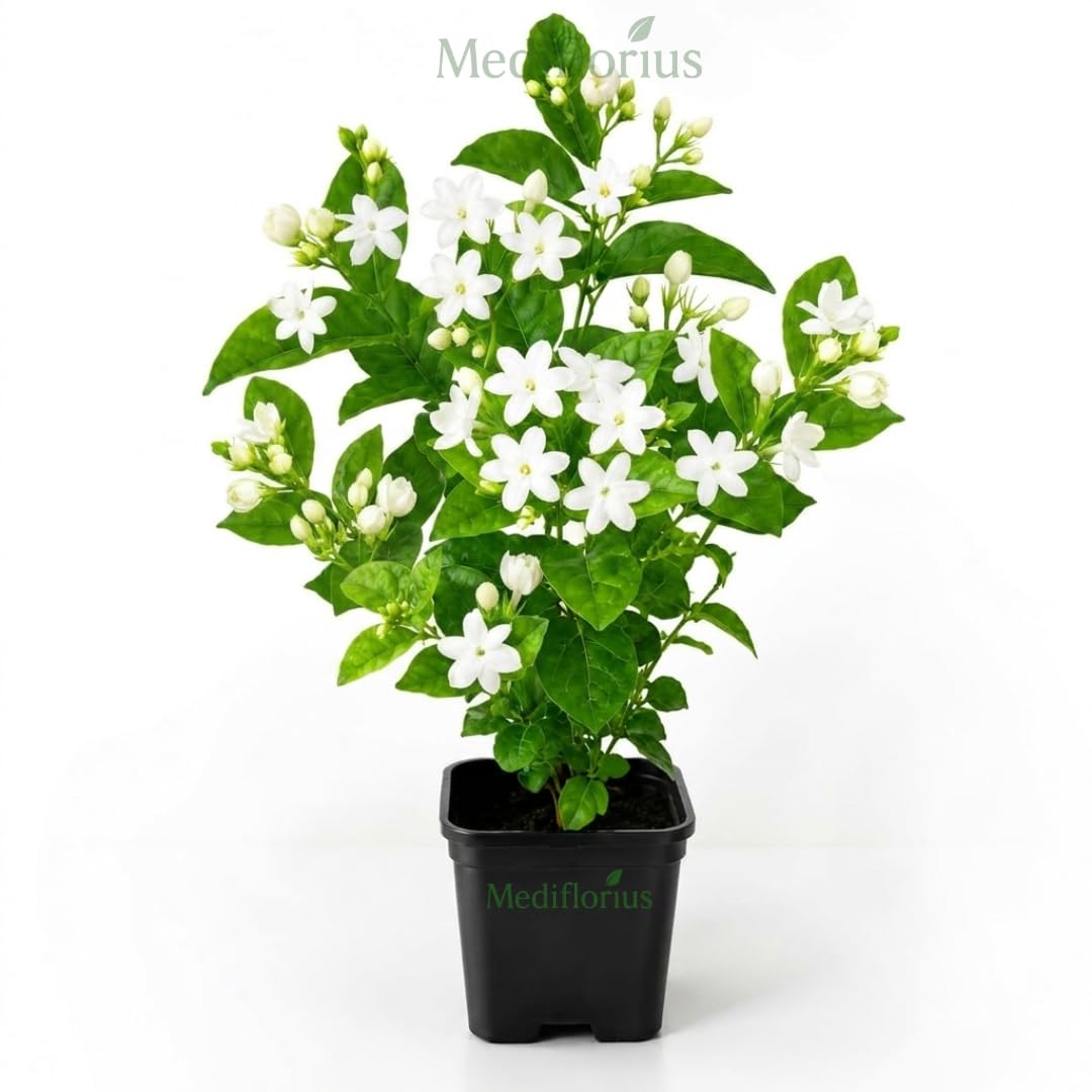 White Mogra Jasmine Plant - Fragrant & Easy Care -1 White Mogra Jasmine Plant - Fragrant & Easy Care -1