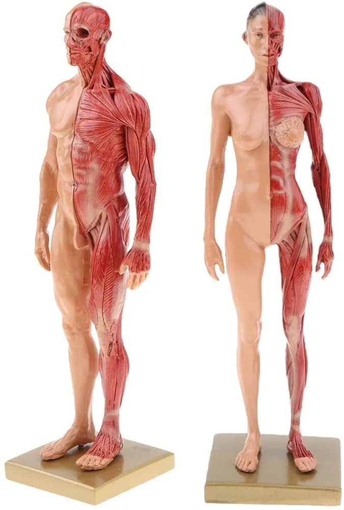 人体模型 AnatomyTools Female1:6Proportional figv2 AnatomyTools