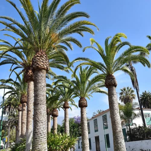 CHUXAY GARDEN 10 Seeds Phoenix Canariensis,Canary Island Date Palm,Pineapple Palm Drought and Salt Tolerant Hardy Large Solitary Palm Evengreen Great for Containers