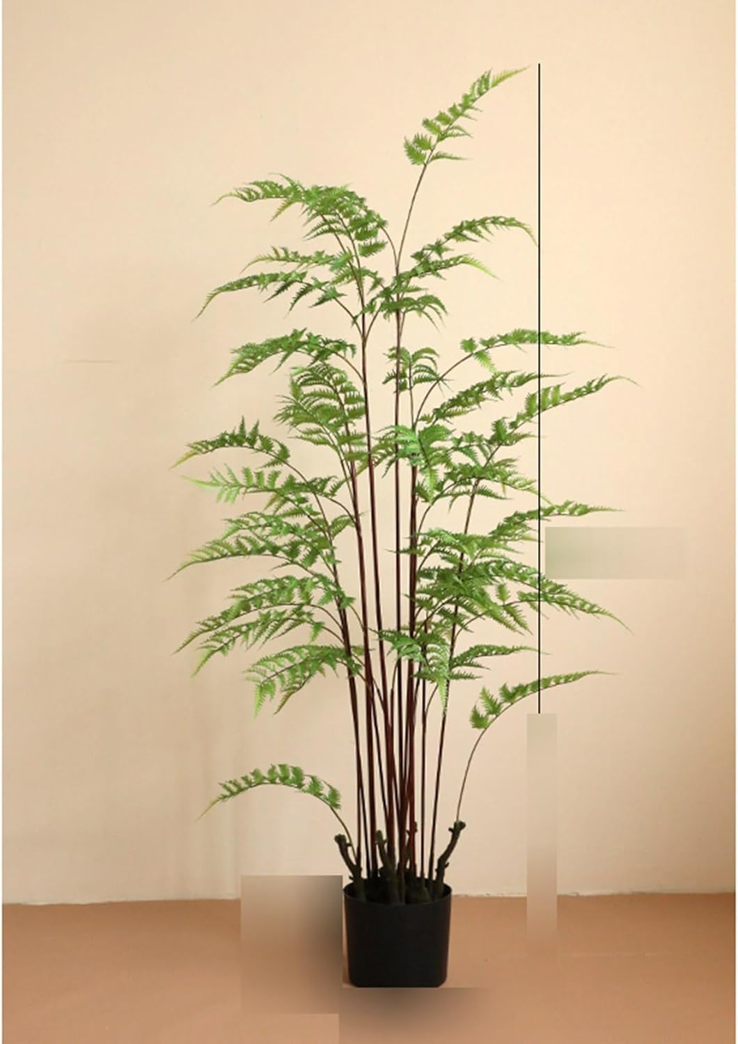 フィカス ジン らせん曲がり 斑入り 実生株 インテリア 観葉植物