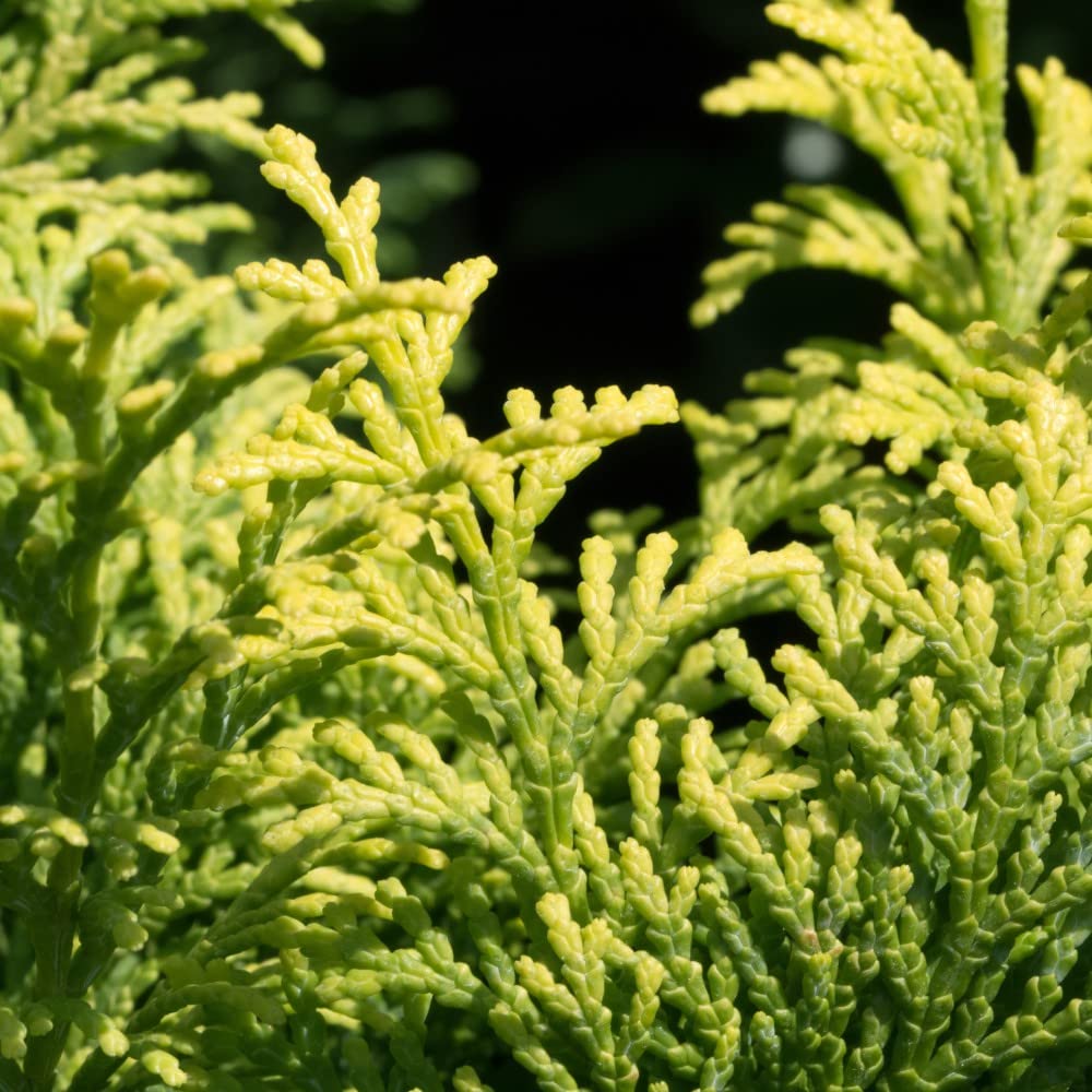 Hinoki Cypress Chamaecyparis Cupressus obtusa 'Fernspray Gold' Evergreen Conifer Hardy Tree RHS AGM Easy to Grow Your Own Garden Trees x1 3-Litre Litre Potted Plant (1)