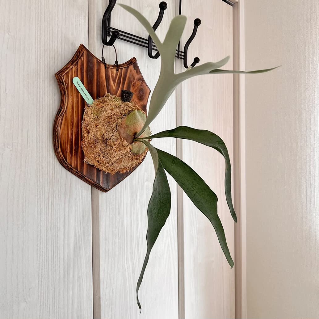 Amazon|【おしゃれな壁掛け観葉植物】ビカクシダ ベイチー 板付 観葉
