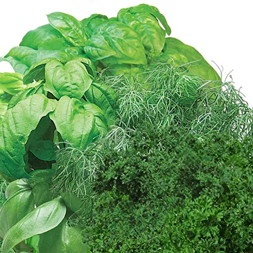Image of AeroGarden Gourmet Herb Seed Pod Kit, 3-Pod | Herb Seed Pod Kit for AeroGarden Hydroponic Indoor Gardens