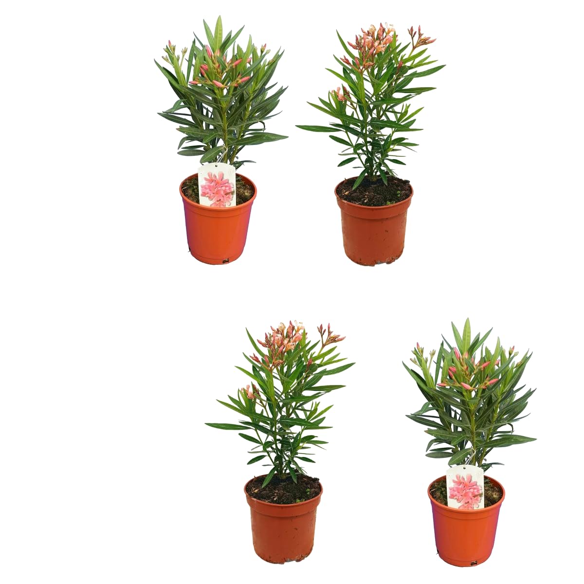Kit 4 Adelfas - Árboles Naturales - Plantas Resistentes y Fáciles de Cuidar