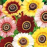 1000 X Mixed Chrysanthemum Carinatum Seeds Multicolor Daisy Flower Seeds for Planting Garden Flowers Easy to Grow Outdoor Home Garden
