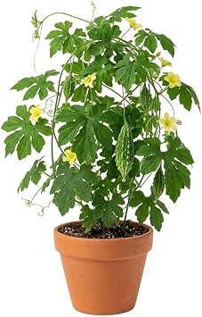 Green Bittermelon Plants in 4" Pot, Bitter Gourd Plants Bitter Melons Potted Plants 6-10 Inch Tall