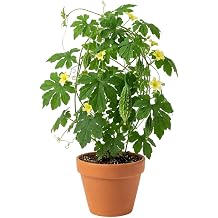 Green Bittermelon Plants in 4" Pot, Bitter Gourd Plants Bitter Melons Potted Plants 6-10 Inch Tall