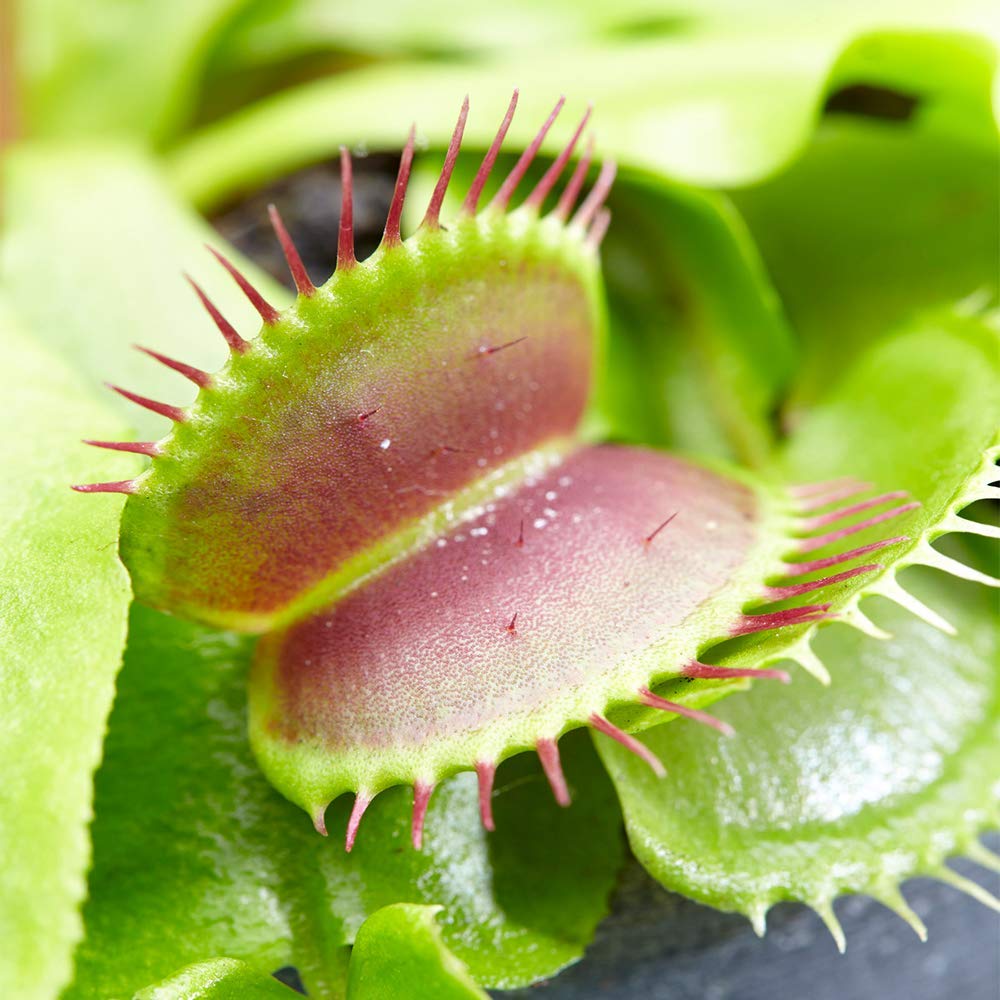 Buy Venus Fly Trap Small Air Purifying Indoor House for Home and Office 9cm Online at Buy Venus Fly Trap Small Air Purifying Indoor House for Home and Office 9cm Online at