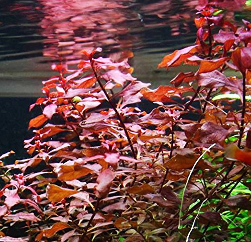 Mainam Ludwigia Repens Super Red Freshwater Plants Bundle Tropical Aquatic Plant Decorations #TOP2