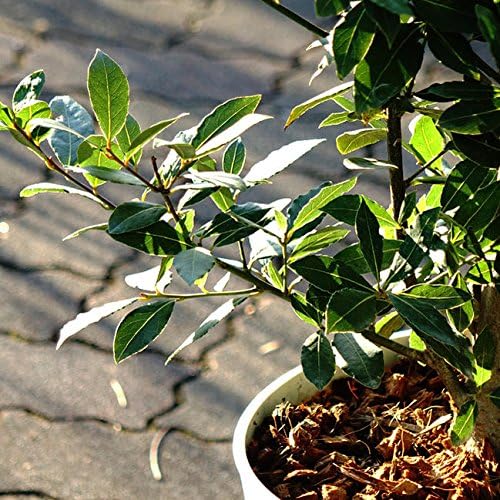 Amazon 月桂樹 クッキングローリエ 10号 鉢植え西濃運輸でお届け 北海道 沖縄 離島不可 Diy 工具 ガーデン