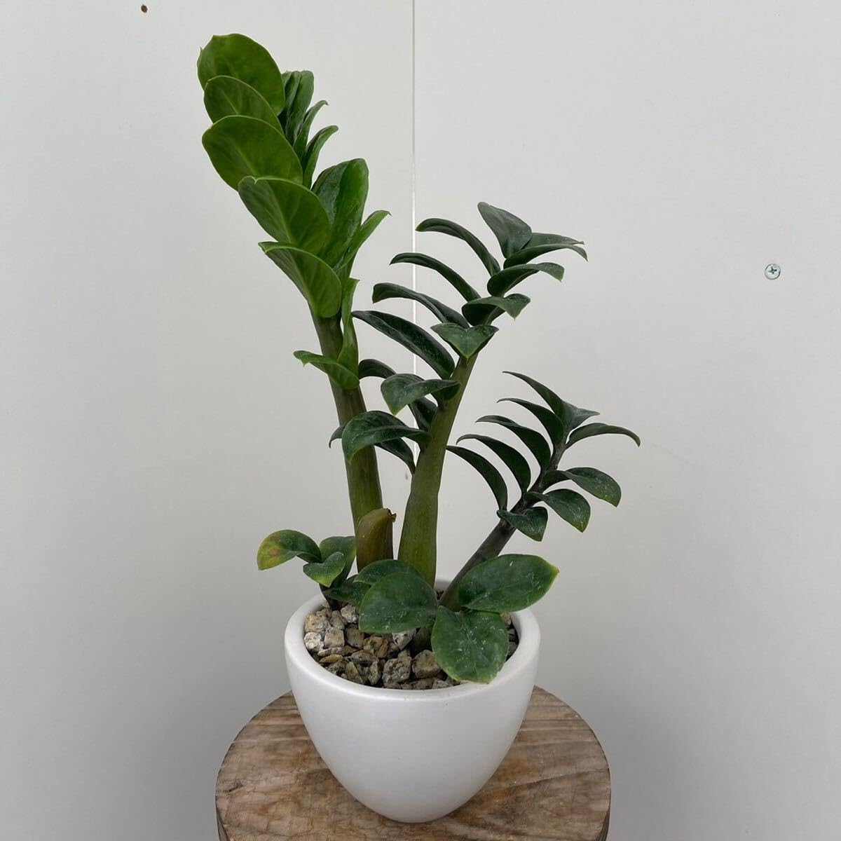 Amazon|観葉植物 ザミオクルカス ゼンジー 陶器鉢受け皿付き 約4号 Amazon|観葉植物 ザミオクルカス ゼンジー 陶器鉢受け皿付き 約4号