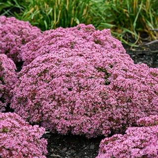 Sedum 'Pride and Joy' #1 Size Root – Hardy Perennial Stonecrop for Stunn...