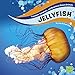 Jellyfish (Faceless, Spineless, and Brainless Ocean Animals)