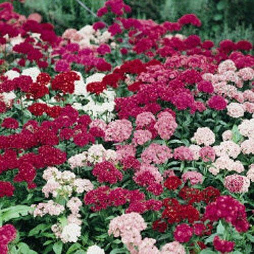 Non GMO Bulk Sweet William Seeds - Tall Double Mix Dianthus barbatus (1 lb)