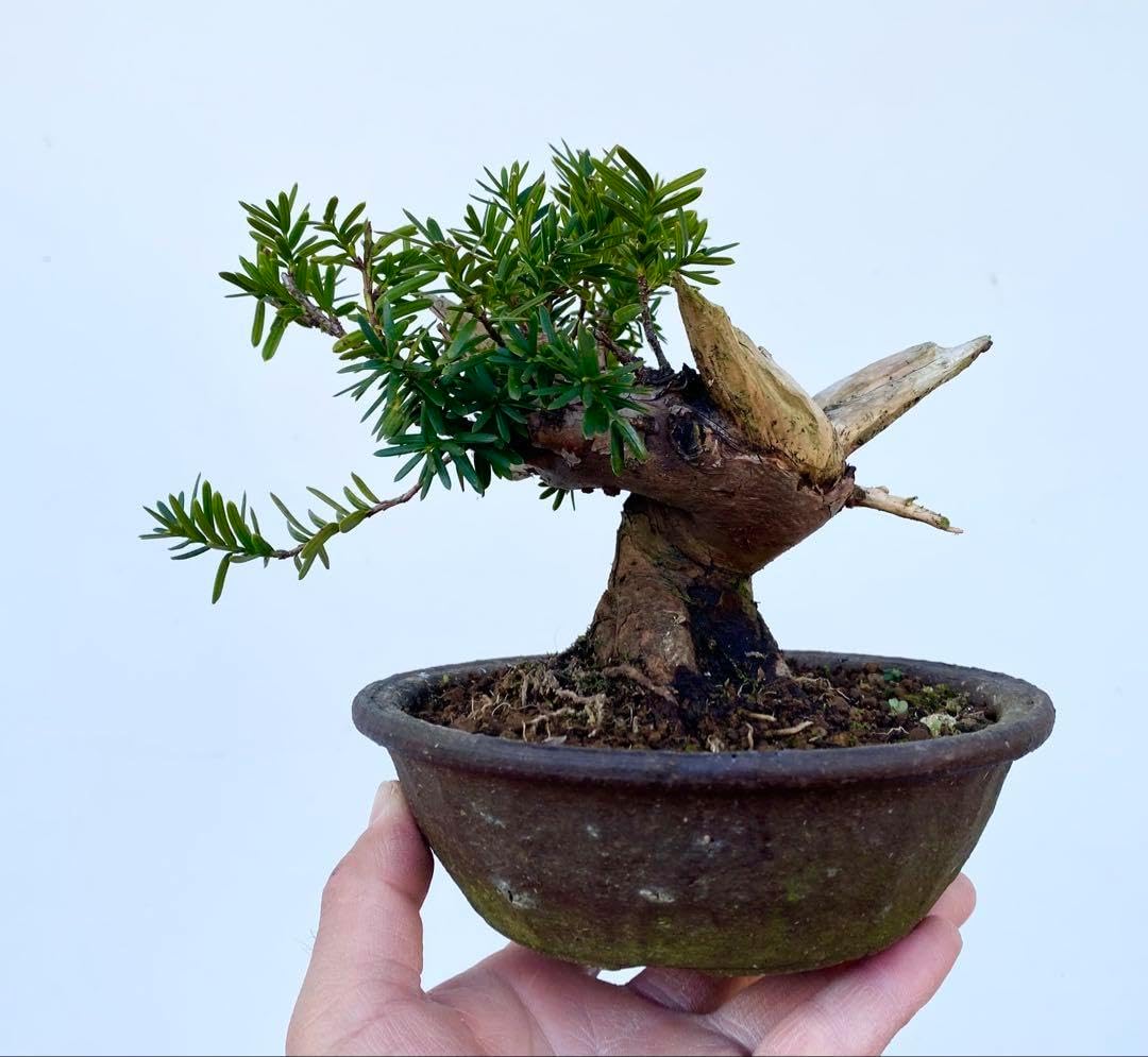 白木盆栽園 ブナ 盆栽 樹高38センチ 楓カエデ紅葉モミジ欅ケヤキ実物観葉