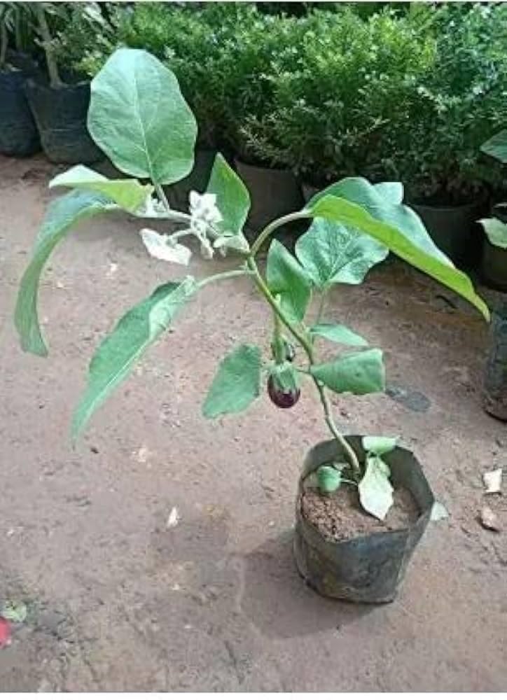 See full amazon price history chart for PlantaZee Brinjal Plant with Vegetable Plant For Home Garden - Healthy Live 1 Plant PlantaZee Brinjal Plant with Vegetable Plant For Home Garden - Healthy Live 1 Plant (B0CKBVLFPC) Amazon Price History, Amazon Price Tracker