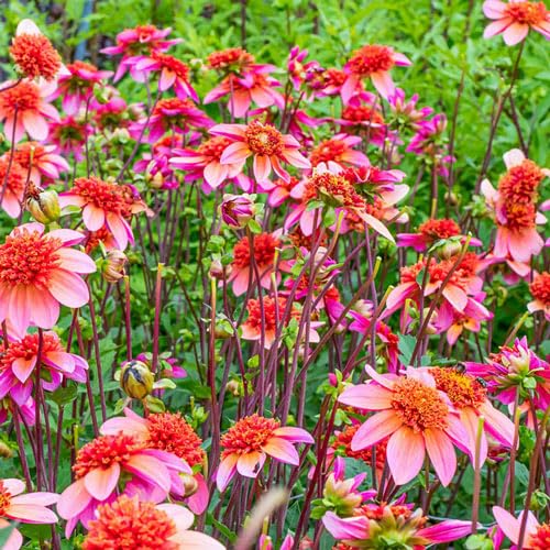 Amazon.com : Votaniki Powder Puff Anemone Dahlia Totally Tangerine