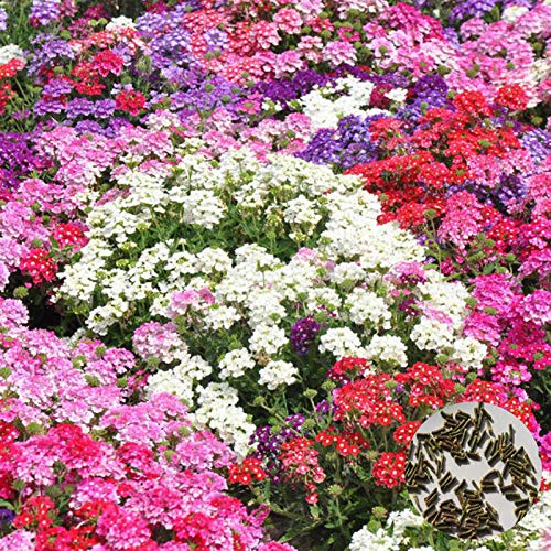 P12cheng Semi di pianta 100 Pz/Bag Verbena Seeds Tolleranti al Calore Fragranti Colori Misti Verbena Hybrida Semi di Fiore per Yard - Mix Color Verbena Seeds