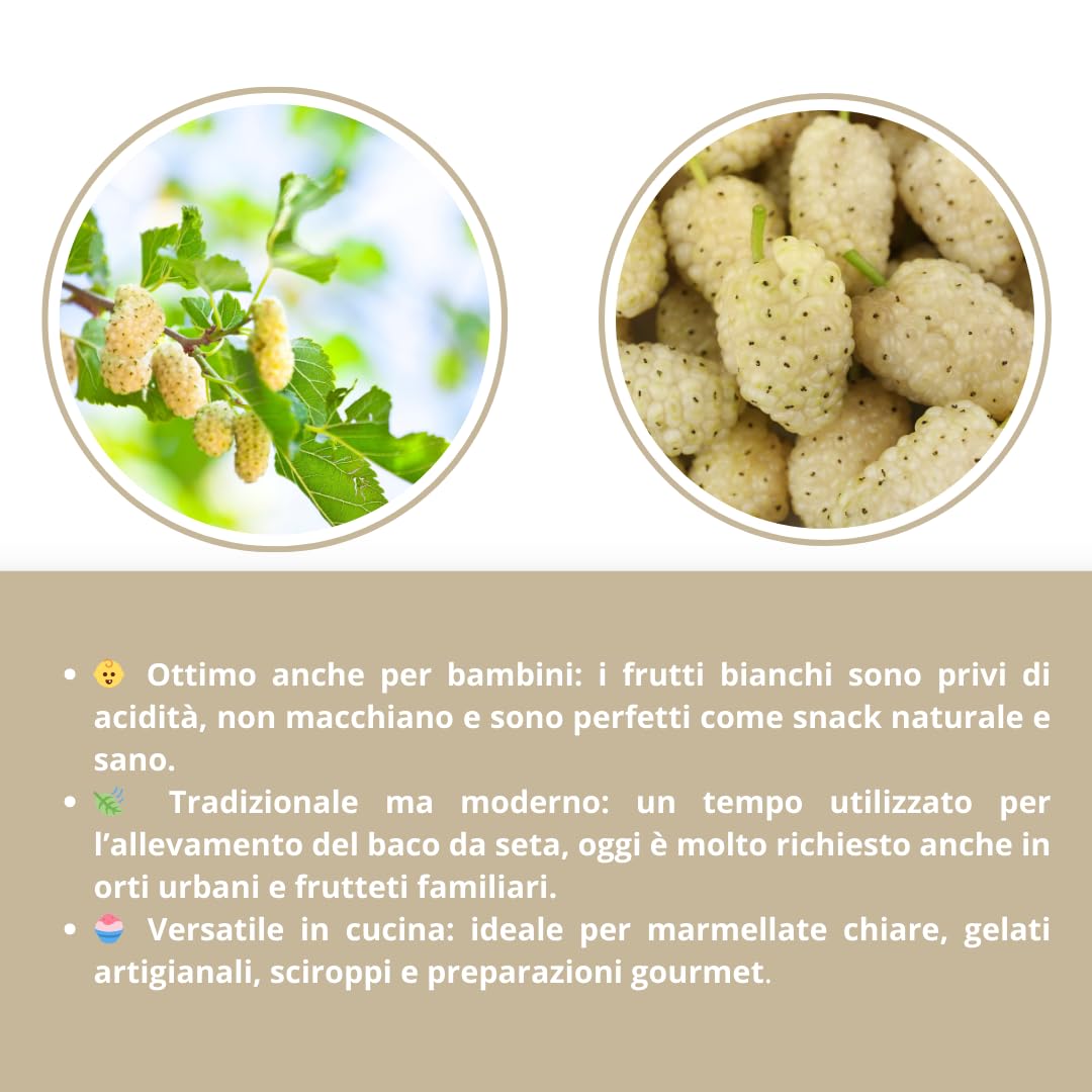 Gelso Bianco del Pakistan (Morus Saharanpur) H 160 cm – Pianta da Frutto Ornamentale in Vaso – Varietà Nana Adatta a Piccoli Spazi o Balconi