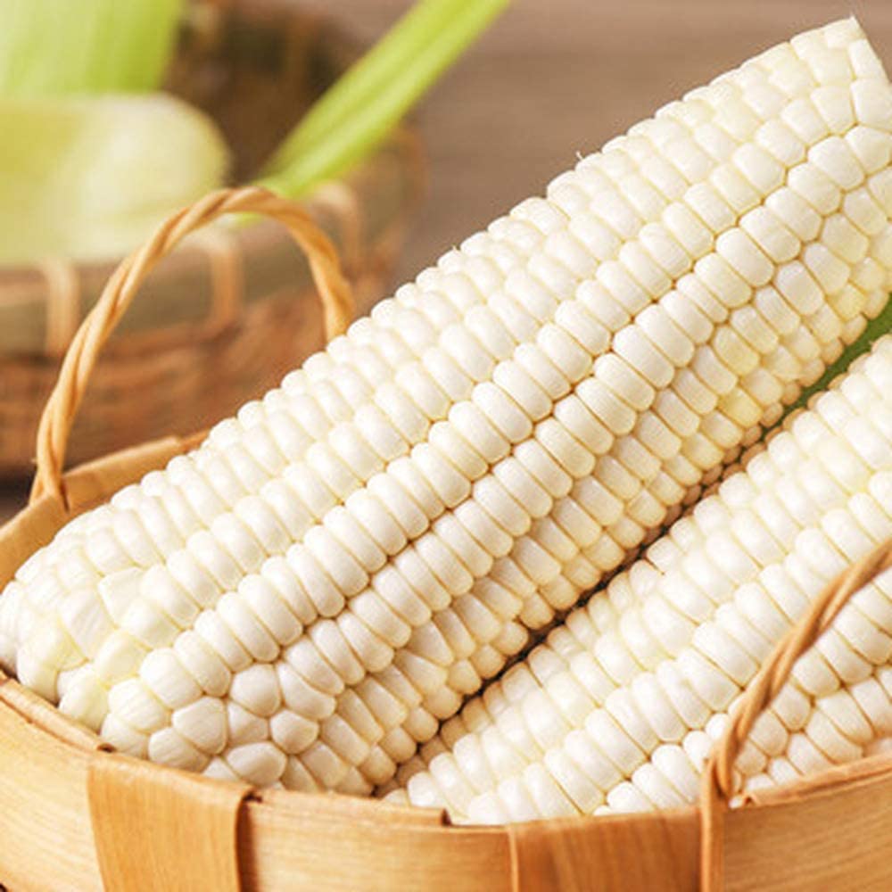 VibeX Rare White Corn Seeds Non-GMO Grain Crop-250 Seeds-image-31