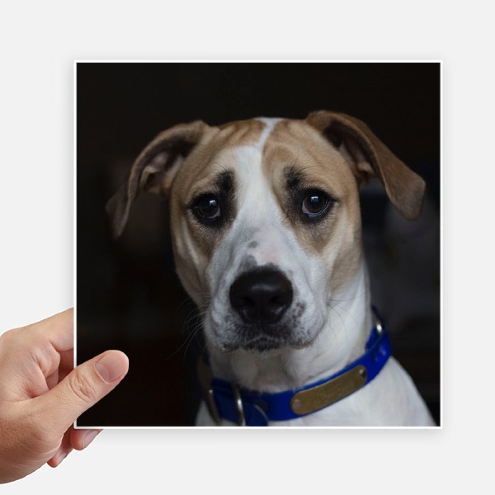 Pegatinas de perro animal de compañía DIYthinker cuadradas de 20 cm para pared y maleta 4 piezas
