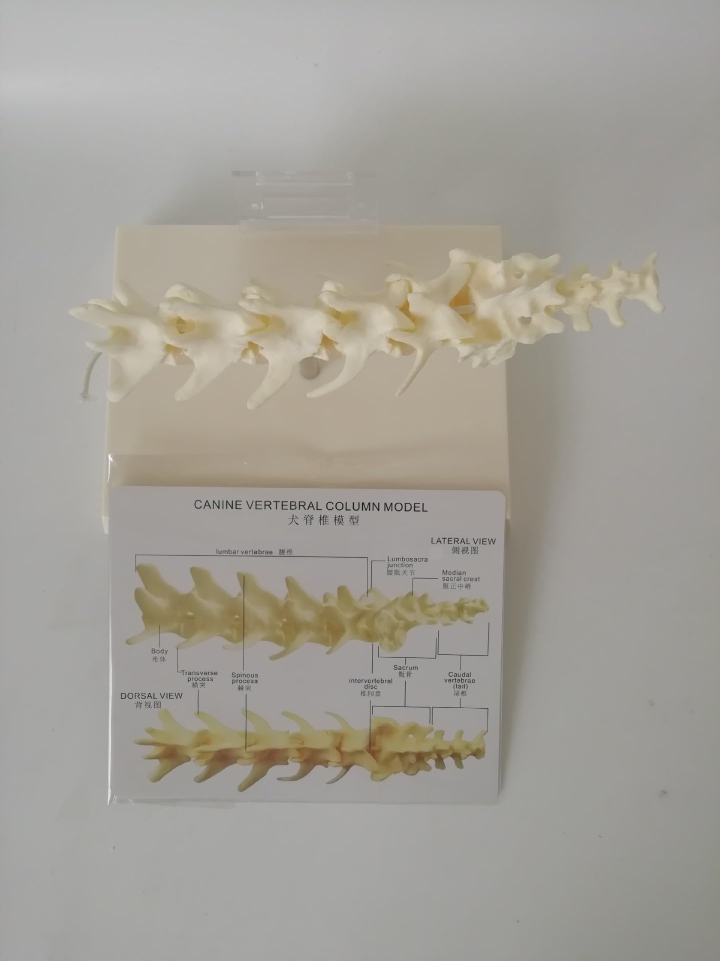 WlP Hunde-Lendenwirbel-Modell, Hunde-Skelett-Modell, Hunde-Wirbelsäulen-Modell, Hundeknochen-Wirbel-Anatomisches Modell, Medizinische Lehr-Demonstrationshilfe for Haustiere