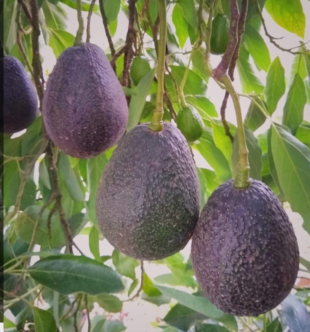 HIDDEN ENTERPRISES- Delicious Live 1Healthy Frash Food "Black Avocado Fruit"Plant Tree ll For Testy Home Garden Outdoor & Indoor Fruit Plant.Pack Of_01 (B0D3GMJVVK) Amazon Price History, Amazon Price Tracker