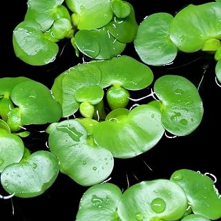 (水草)迷你香茅(无农药)(3株)金鱼 青鳉鱼