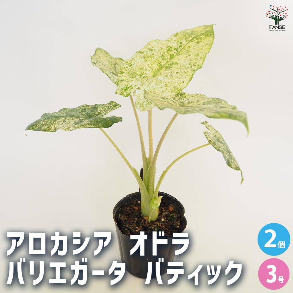 Amazon｜ITANSE アロカシア オドラ バリエガータ 3号 2個セット