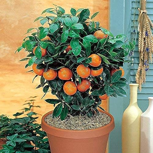 Image of 40 Seeds- Dwarf Fruit Seeds Combo Pack For Home Garden - Apple,Grape,Guava,Orange - 10x4 = 40 Seeds