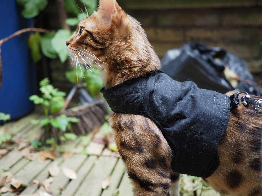 Mynwood Cat Jacket/Harness Black Adult Cat Amazon.co.uk Pet Supplies