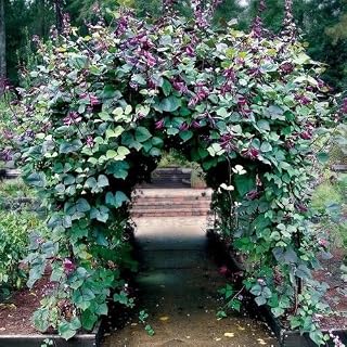 Hyacinth Bean Red Leaved Vine Seeds