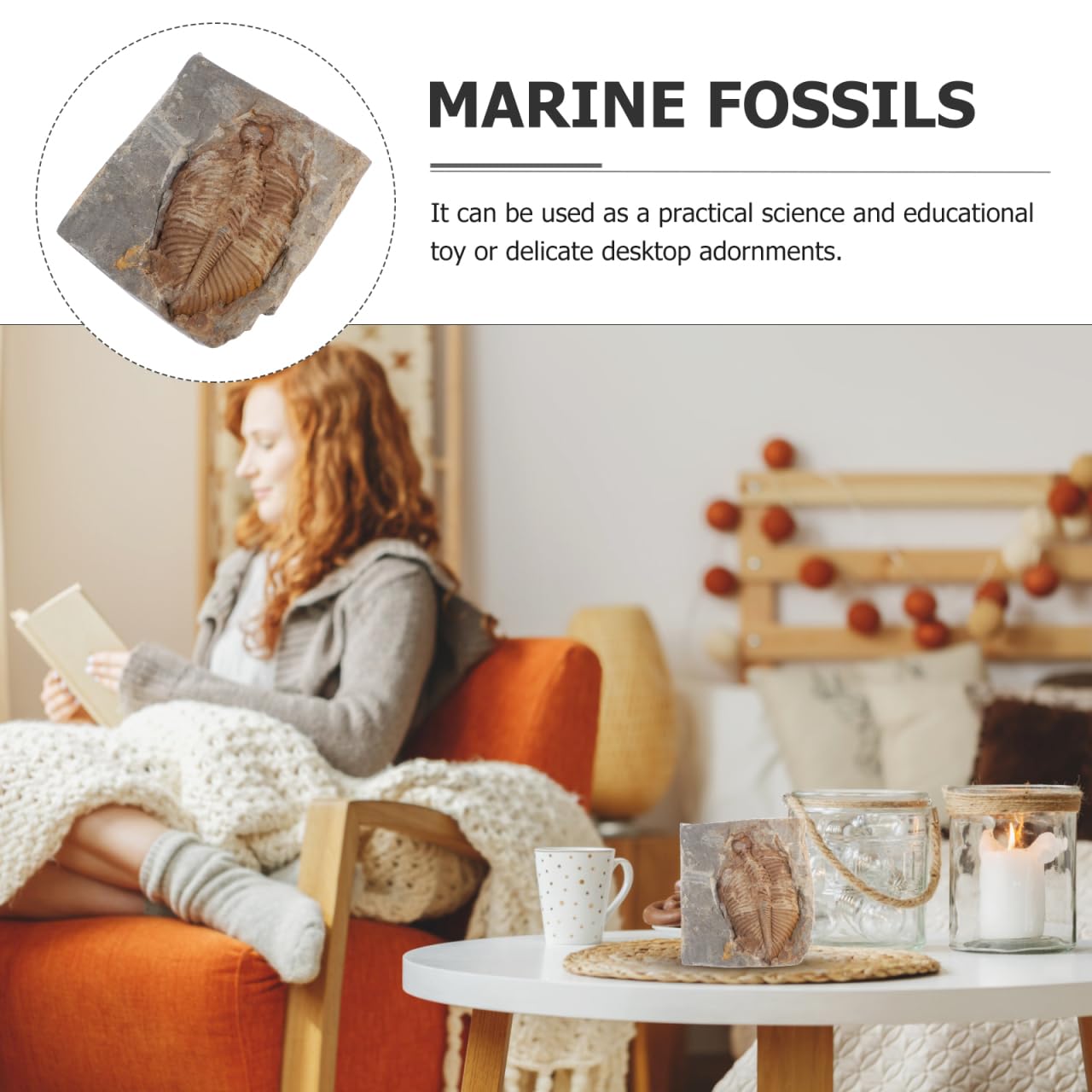 VALICLUD Trilobites naturels - Pierre fossile originale - Véritable pour la collection, l'enseignement et la décoration - Durable et fidèle aux détails pour les projets de biologie géologique