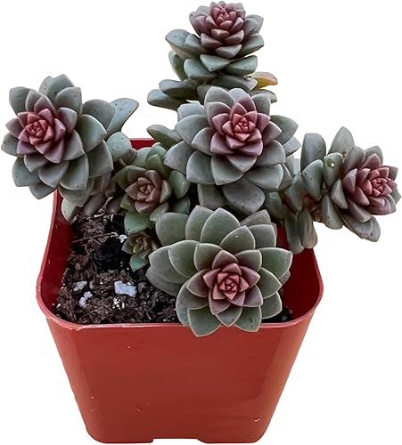 Plantas suculentas vivas de 2 pulgadas 'Cremnosedum Little Gem', plantas suculentas raras totalmente enraizadas en macetas, planta de casa única