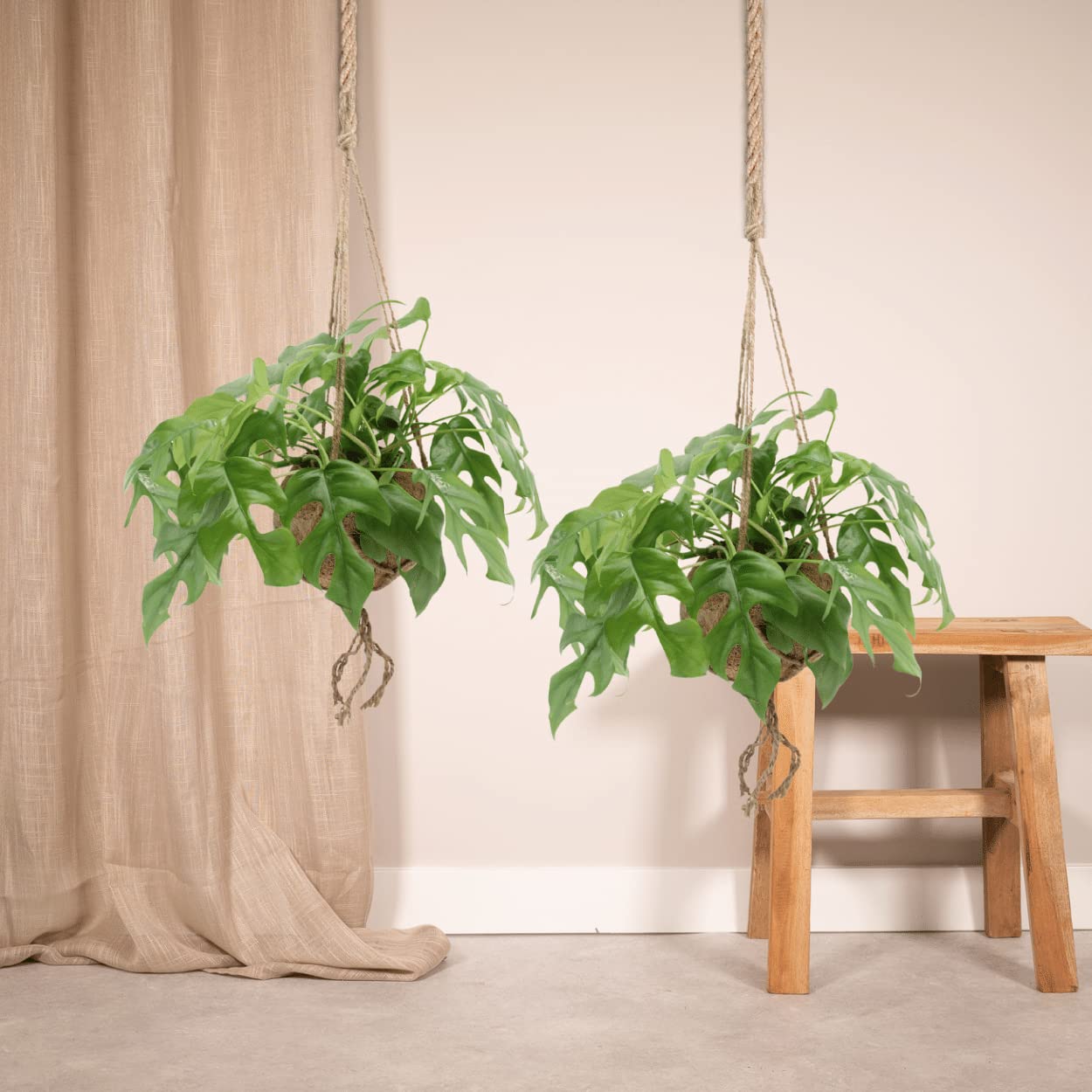 monstera monkey leaf wachstum Hydro Monstera Monkey – Green Me Up main image 1