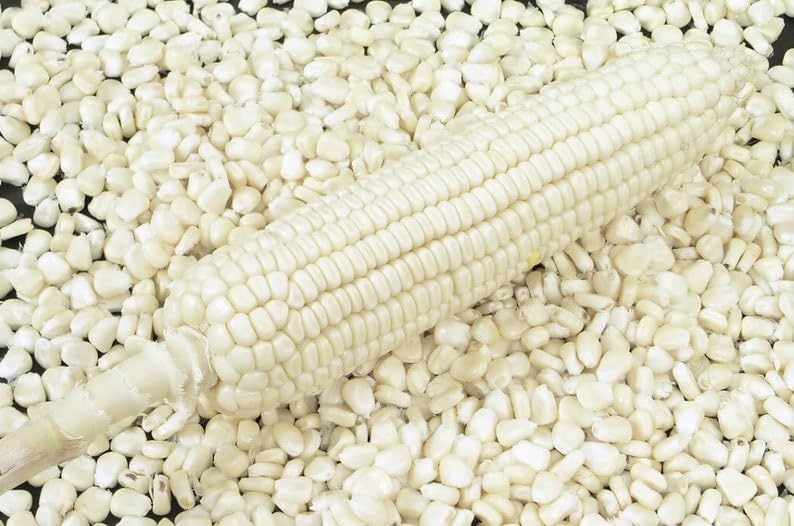 WHITE SWEET CORN Zea Mays Vegetable Seeds -200 Seeds