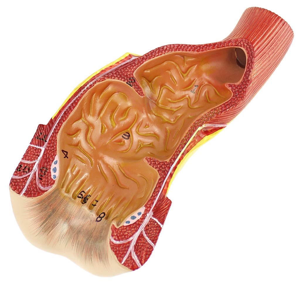 DBSCD Human Anatomy Science Models - Human Rectal Anal Canal Anatomical Model,PVC Material Anorectal model - for Educational Train Aid Tool- for School Student