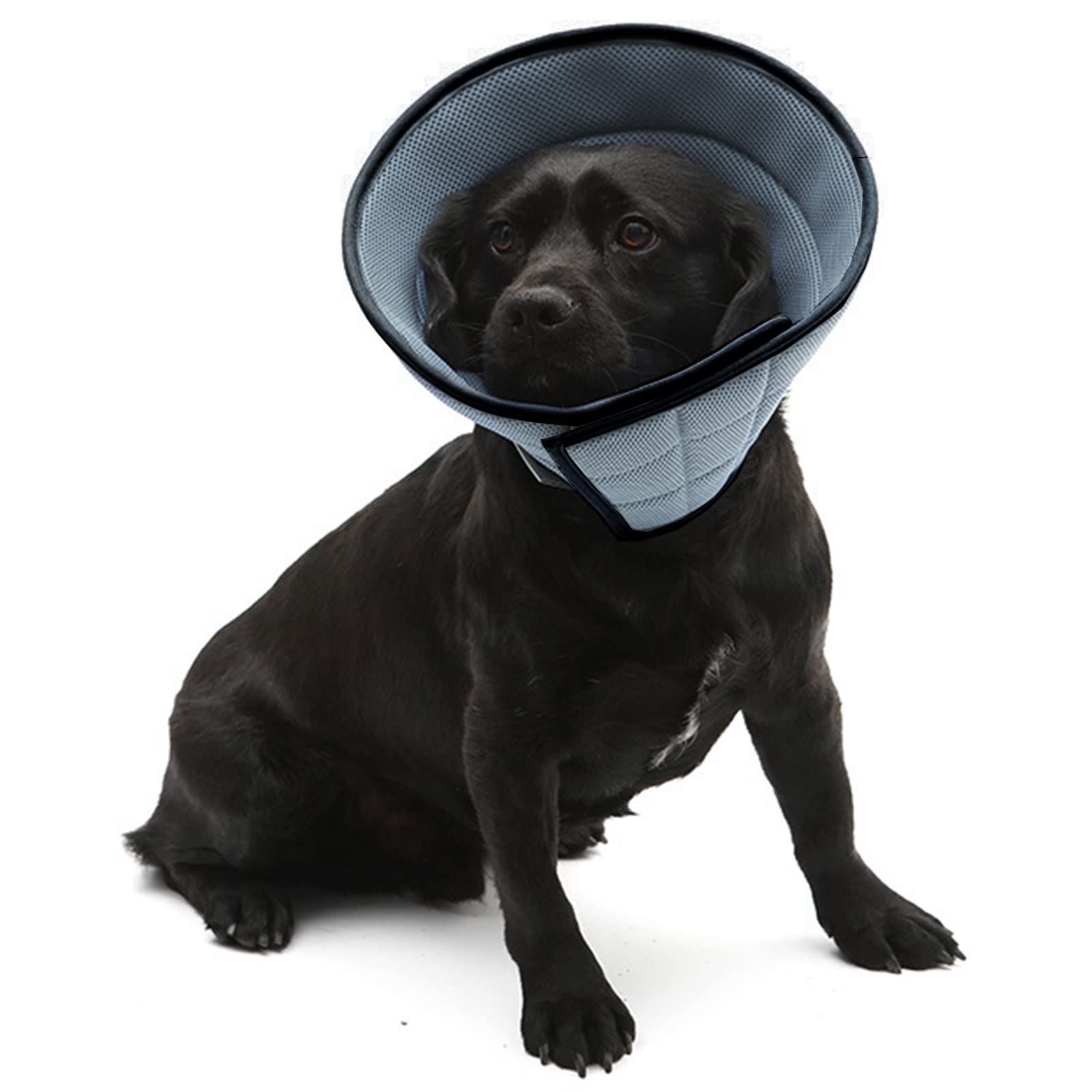 How Do You Comfort A Dog With A Cone