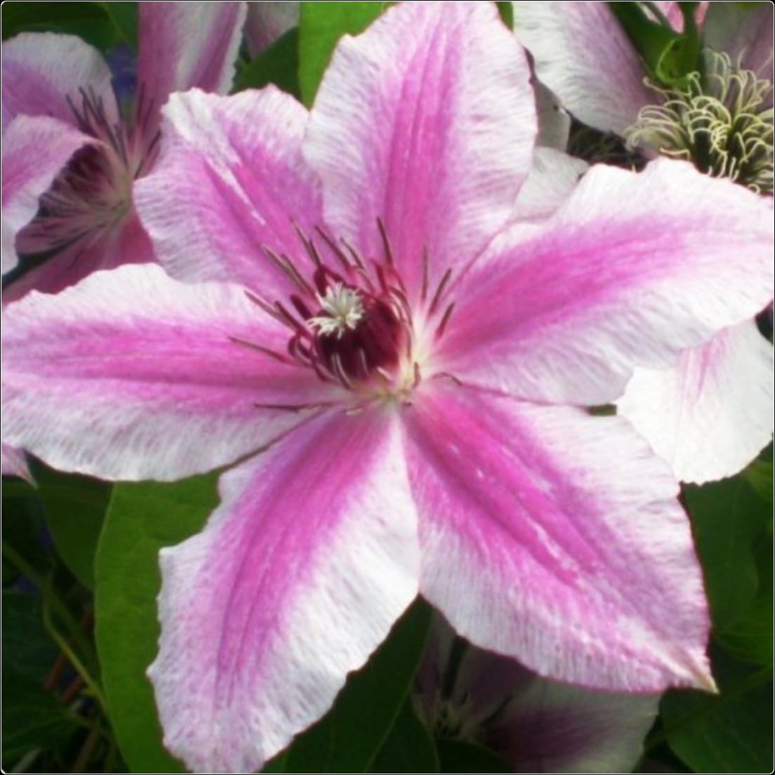Clematis Hybrid 'Carnaby' X 3 Large Plug Plants for Potting on by Growtanical