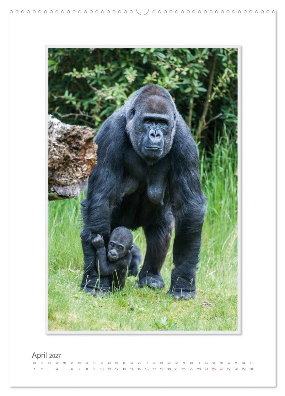CALVENDO - Emotionale Momente: Aus dem Leben der Familie Gorilla. (hochwertiger Premium Wandkalender 2027 DIN A2 hoch), Kunstdruck in Hochglanz: Zauberhafte Bilder von unserem nächsten Verwandten. Gor