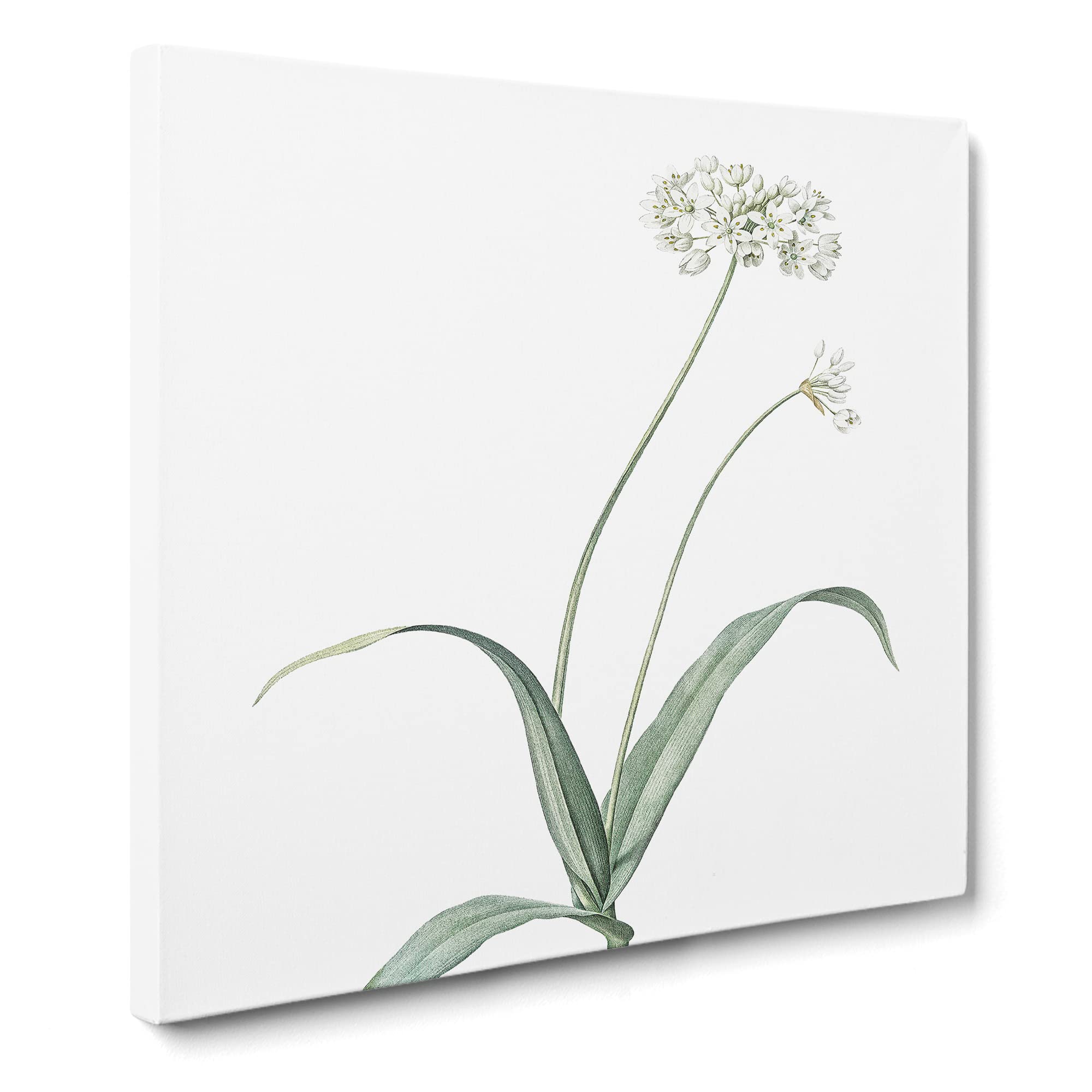 Spring Garlic Flowers by Pierre Joseph Redoute Canvas Print, Mixed, 35L x 35W cm