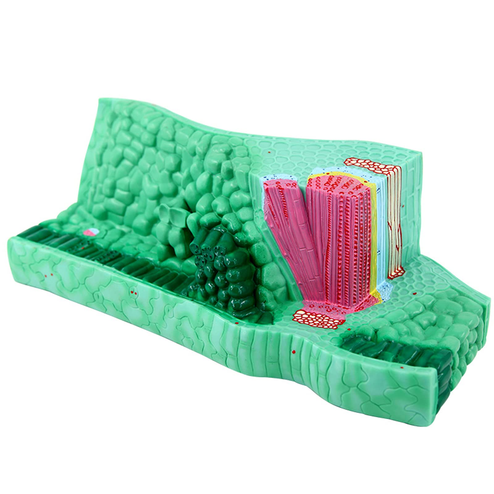 Modello di Struttura fogliare Modello anatomico di pianta, Materiale in PVC utilizzato per Il Modello didattico di Attrezzature per esperimenti biologici Sussidi didattici per Studenti