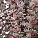 Red Eucalyptus Branches, 16 Oz.
