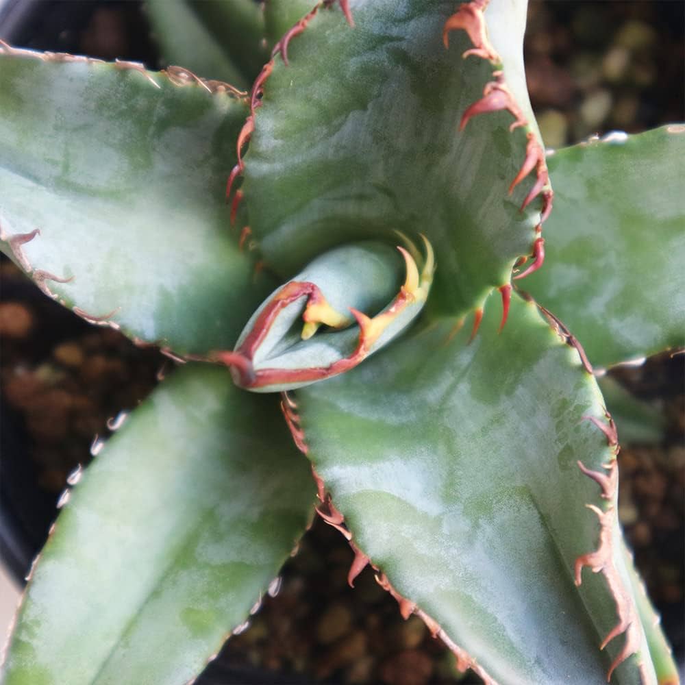 AL50【青田園芸】特選SSSS級 アガベ 多肉植物 チタノタ ハデス Hades AL50【青田園芸】特選SSSS級 アガベ 多肉植物 チタノタ ハデス Hades