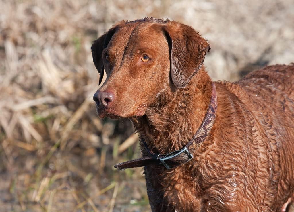 Noah Jigsaw Puzzle Chesapeake Bay Retriever 1000 Pieces