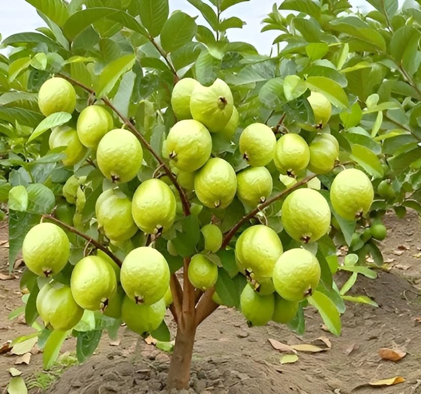 Image of Hidden Enterprise Green Guava Live Fruit Plant Traditional Indian Guava Tree | Height 1.5-2 Feet | Without Pot | Ideal for Home Garden Balcony Terrace Outdoor Growing with Healthy Roots