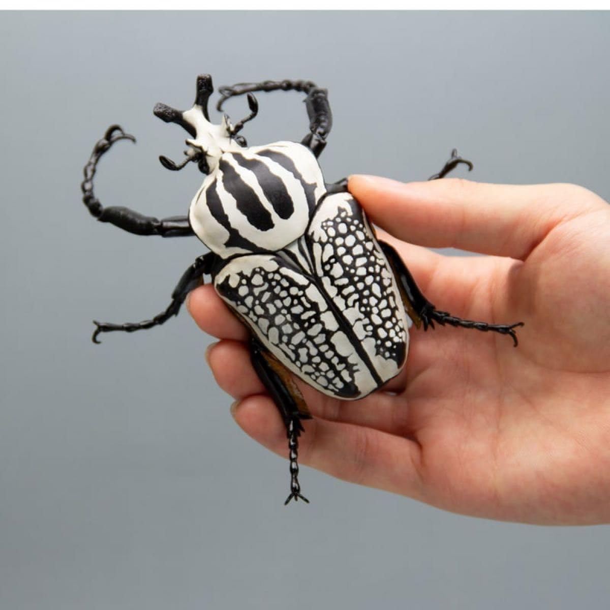 ○ コンゴDR 赤道州 ゴライアスオオツノハナムグリ 93mm ゴライアス