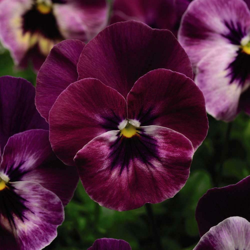 Pansy ‘Cool Wave Raspberry’ 42x Plugs - Hardy Perennials, Easy to Grow Outdoor Garden Flower by Thompson and Morgan